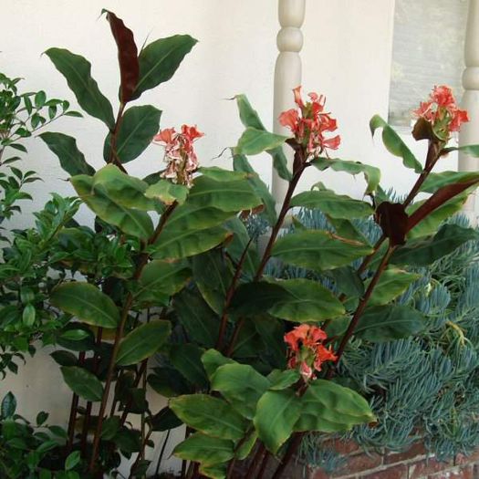 Hedychium_greenei2