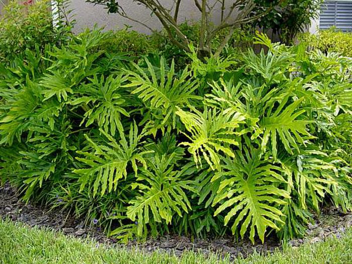 Philodendron_selloum2