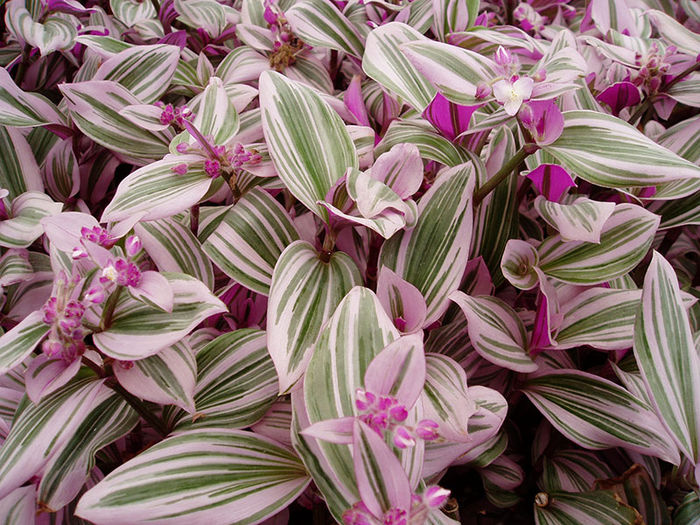 Tradescantia fluminensis
