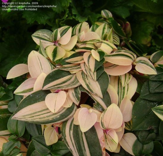 tradescantia rainbow hill.