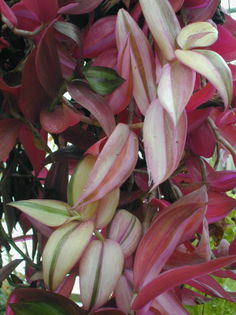 Tradescantia zebrina