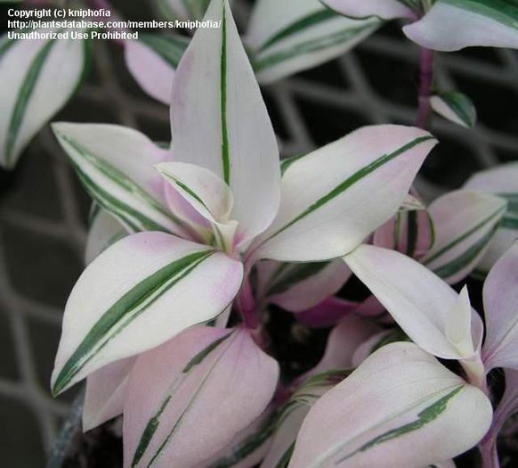 tradescantia.