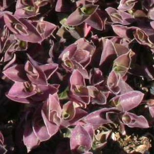 Tradescantia_Greenlee