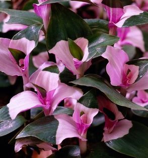 tradescantia-zebrina-2