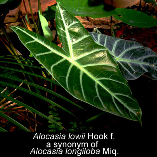 Alocasia%20lowii,%20correctly%20longiloba