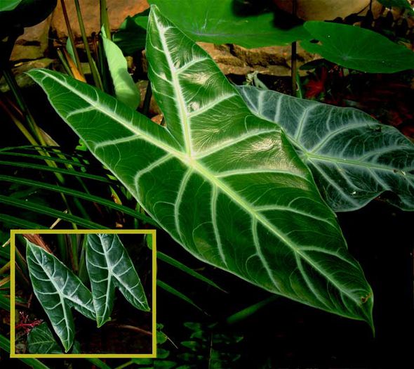 Alocasia-lowii-4