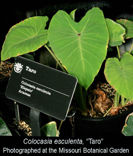 Colocasia%20exculenta%20Taro
