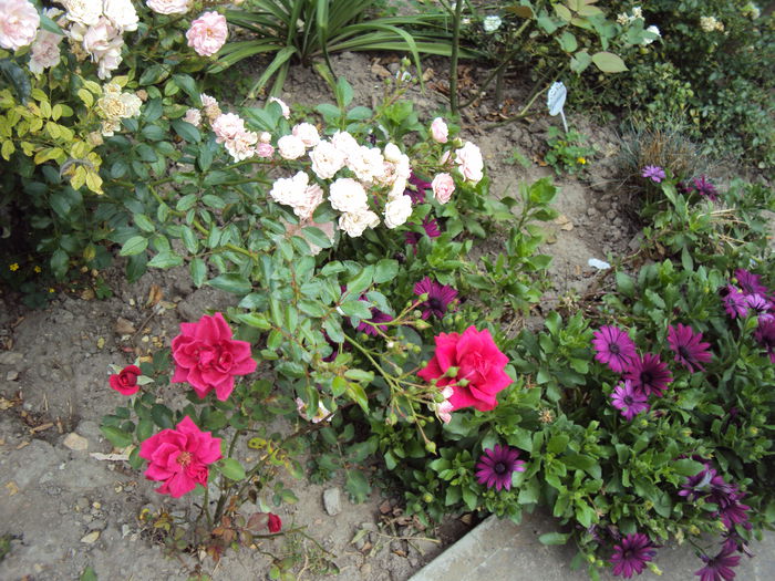 DSC03896 - 2014 Gradina