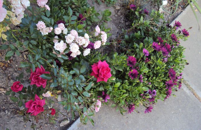 DSC03916 - 2014 Gradina