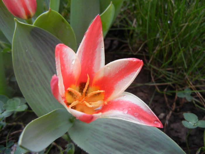 Tulipa Pinocchio (2014, April 01)