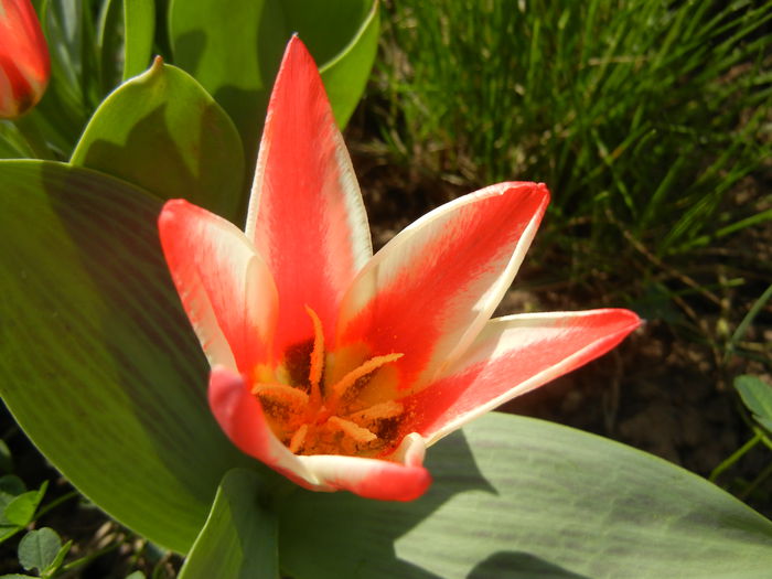 Tulipa Pinocchio (2014, April 01) - Tulipa Pinocchio