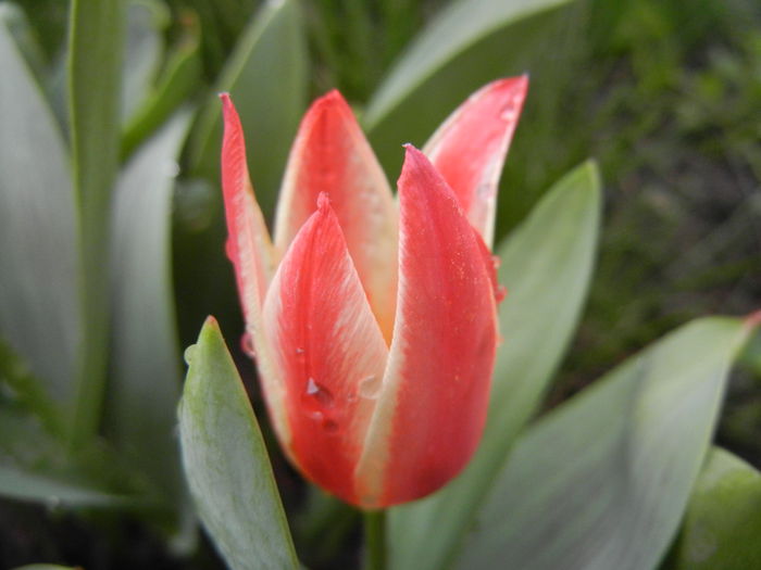 Tulipa Pinocchio (2014, April 01) - Tulipa Pinocchio