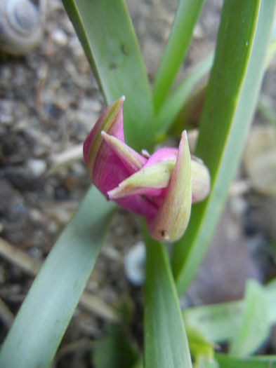 Tulipa pulchella Violacea (2014, March 29) - Tulipa Pulchella Violacea