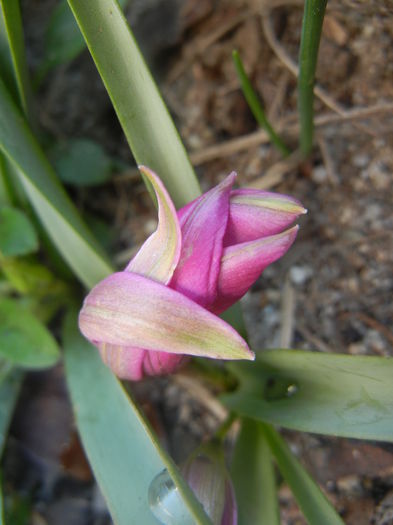 Tulipa pulchella Violacea (2014, March 30) - Tulipa Pulchella Violacea