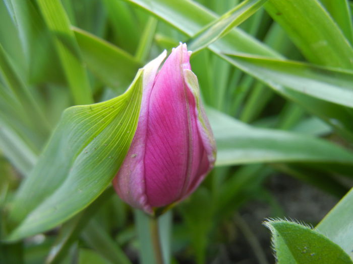 Tulipa pulchella Violacea (2014, March 30) - Tulipa Pulchella Violacea