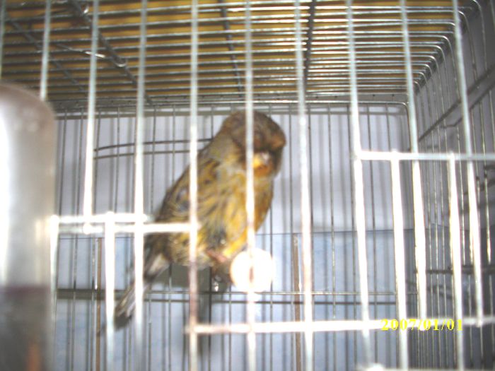 Canari pt.EXPO-AEO-2014 001 - ASOCIATIA EXOTICA OLTENIA