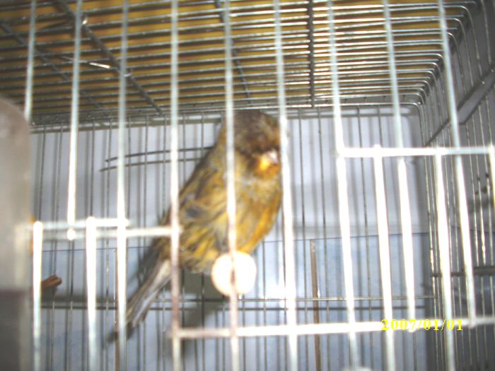 Canari pt.EXPO-AEO-2014 002 - ASOCIATIA EXOTICA OLTENIA