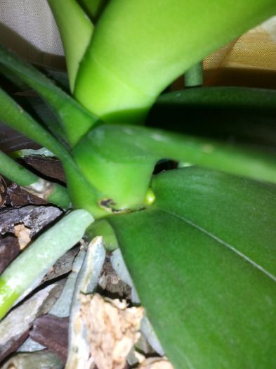 Phale alba - orhidee