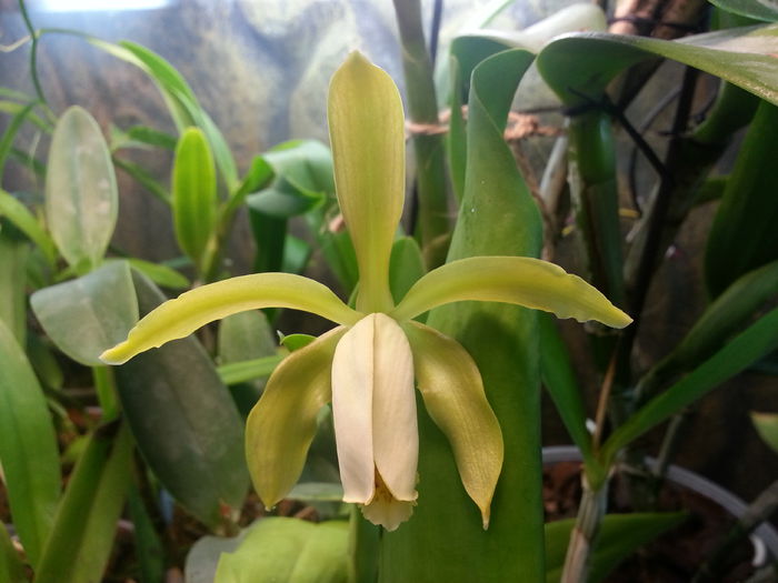 20141005_110227; Catt forbesii
