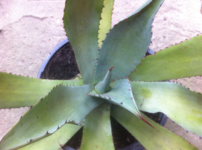 image - AGAVE