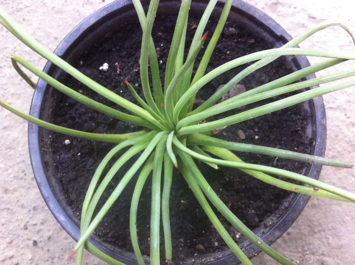 image - AGAVE