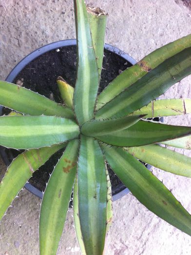 image - AGAVE