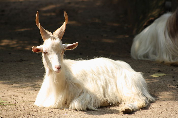 Capra Girgentana la soare - Rase de oi si capre-Poze deosebite-1