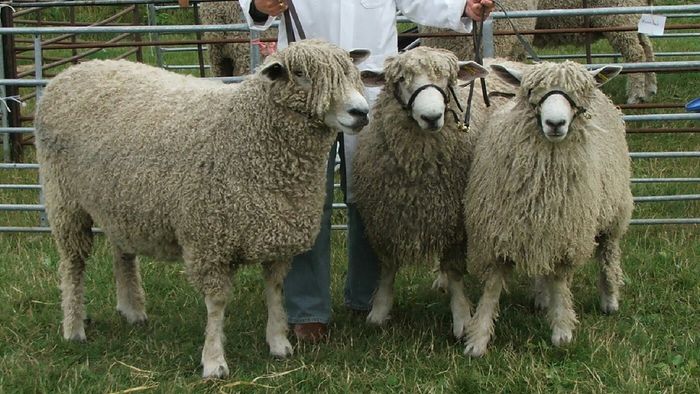 Oi Cotswold frumoase