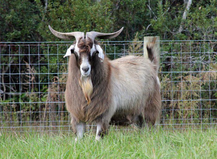 Tap deosebit de frumos