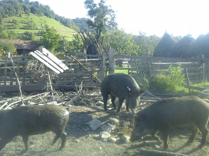 20140928_162101 - MISTRETII