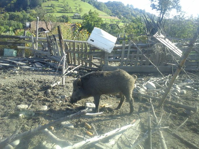 20140928_162131 - MISTRETII