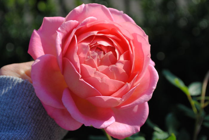 Jubilee Celebration, 5 oct - Trandafiri si clematite III