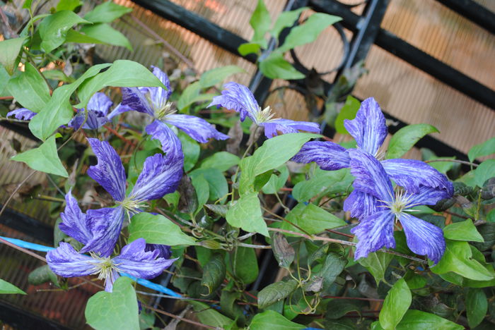 clematis Tie Dye - Trandafiri si clematite III