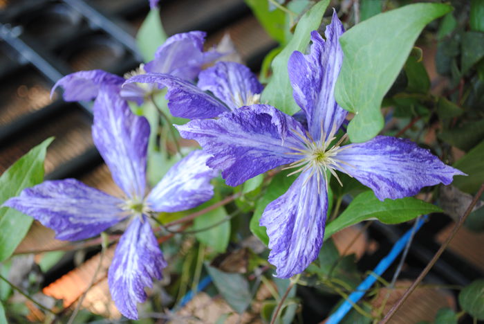 clematis Tie Dye - Trandafiri si clematite III