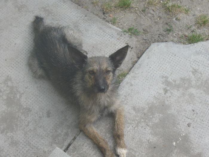 IMG_1740 - 13 Vara 2014