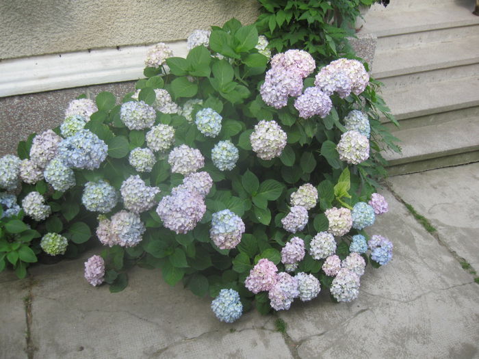 IMG_1745 - 13 Vara 2014