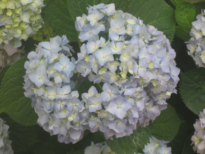 IMG_1747 - 13 Vara 2014