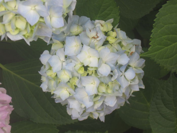 IMG_1749 - 13 Vara 2014