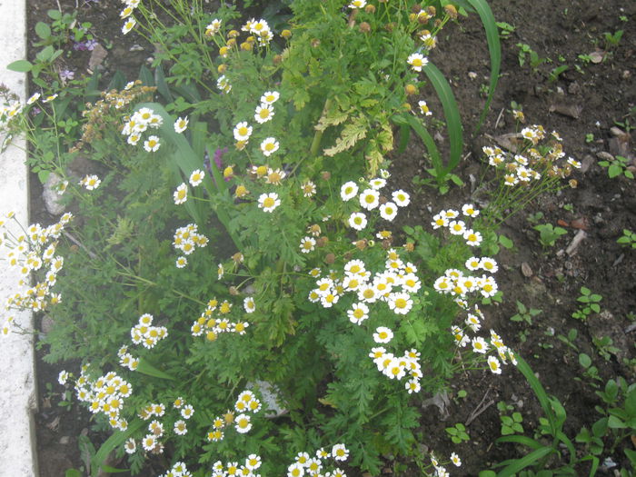 IMG_1781 - 13 Vara 2014