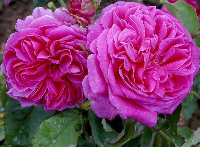 Trandafir mme-isaac-pereire