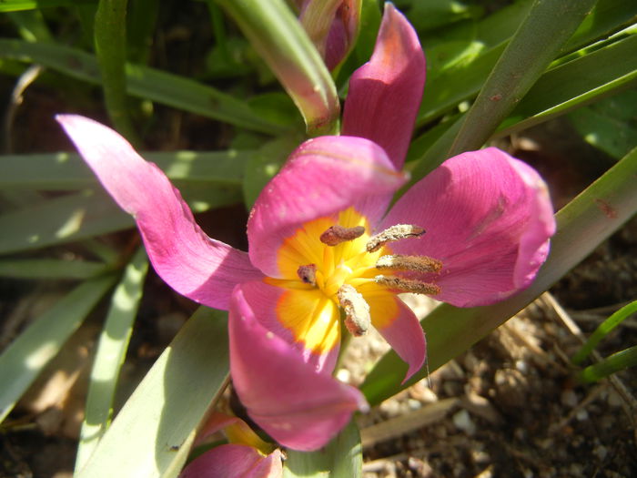 Tulipa pulchella Violacea (2014, April 01) - Tulipa Pulchella Violacea