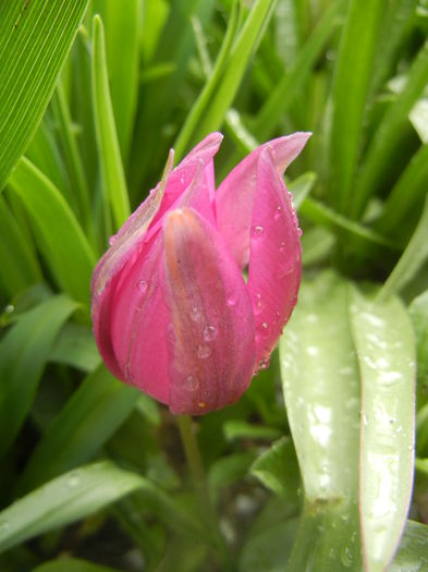 Tulipa pulchella Violacea (2014, April 03) - Tulipa Pulchella Violacea