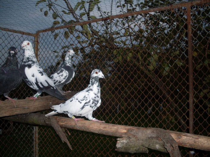 F DERBI HUNG 2012 PIETRAIN