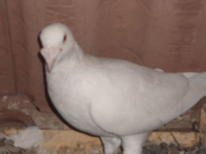 DSC07119