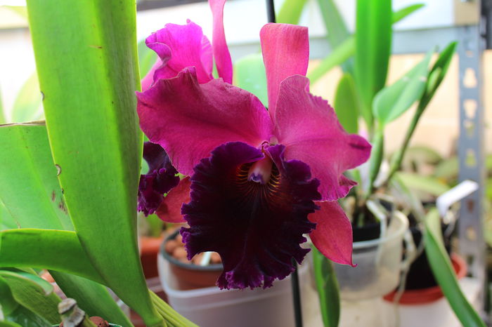 Blc Chia Lin Red Rose