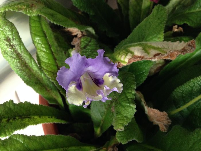 05 oct. 2014 - Streptocarpus