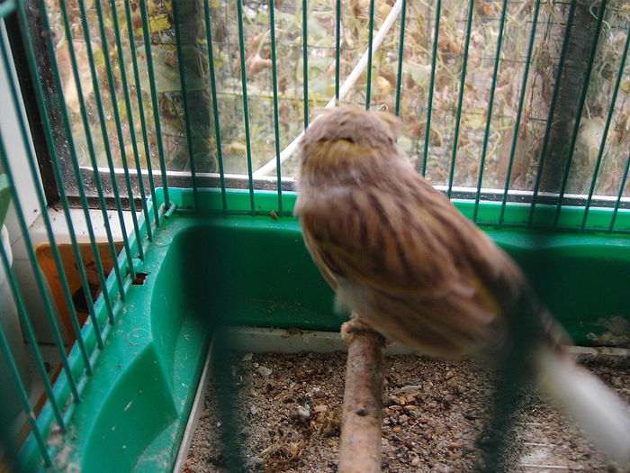 IMG_4765 - Canari Glosteri