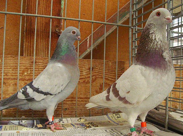 FIGURITA - PORUMBEI ORNAMENT NET