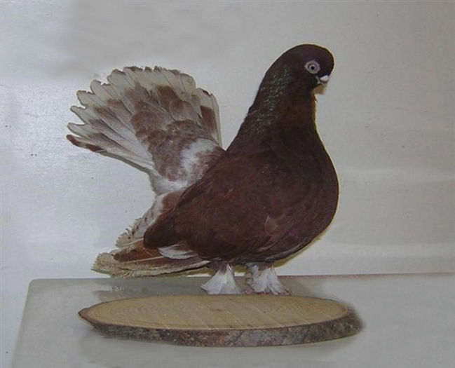 JUCATOR DE KAZAN - PORUMBEI ORNAMENT NET