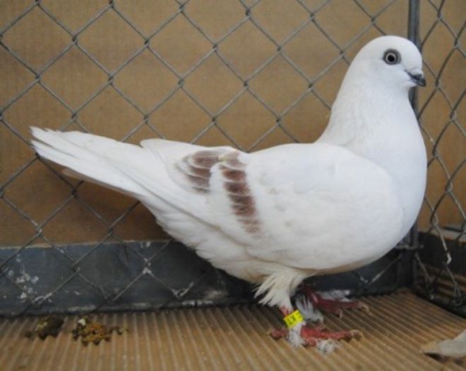 JUCATOR DUNGAT DE SCHOENENBERG